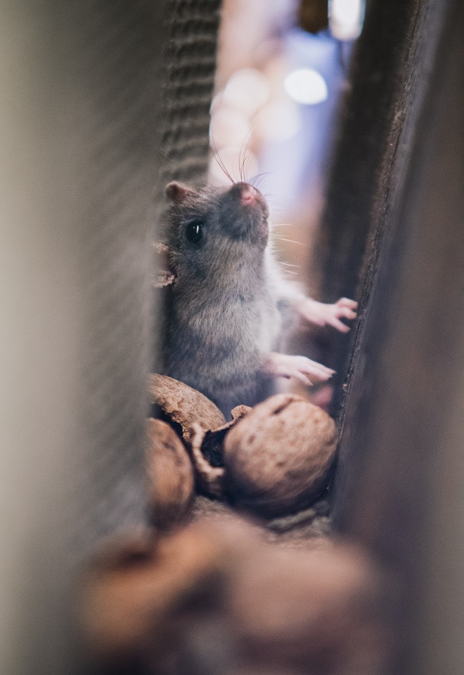 animal blur brown 617440