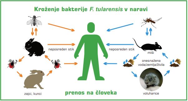 Tularensis naslovna slika